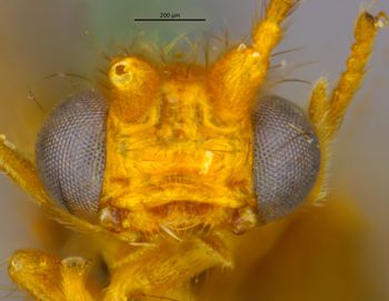 Media type: image;   Entomology 11918 Aspect: head frontal view